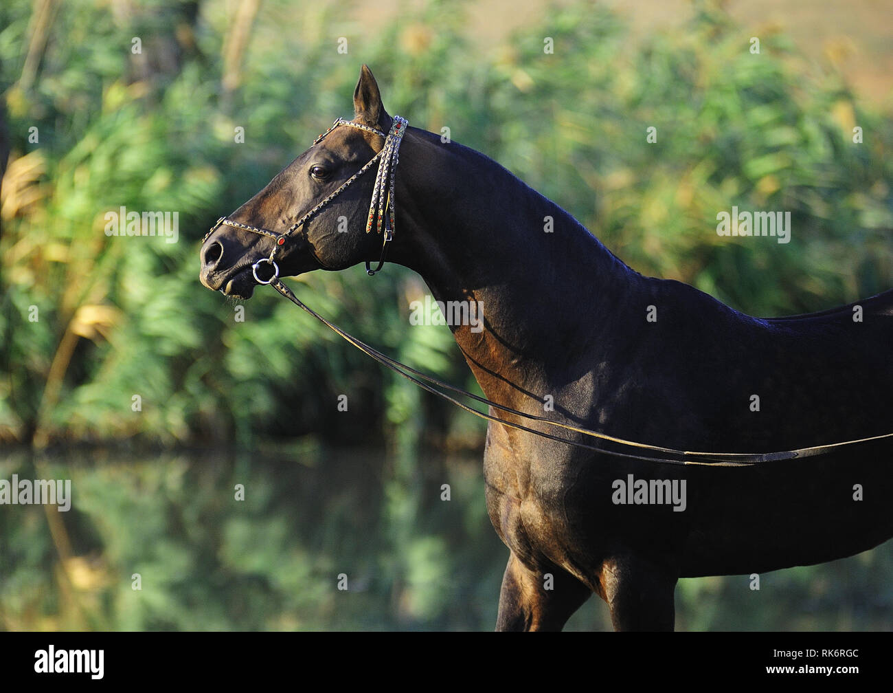 Dark bay Akhal-Teke stallion in metal bridle looks into the distance. Horizontal, portrait,side view. Stock Photo