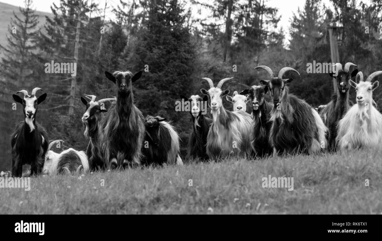 domestic goat Stock Photo