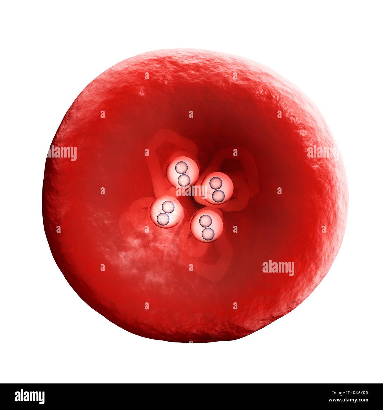 Healthy human red and white blood cells under microscope. Magnified of red  blood cells in blood plasma. 3d illustration. Vector illustration EPS 10  Stock Vector