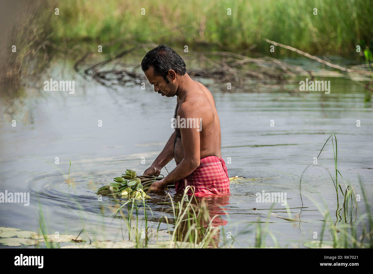 A man with bare chest wades through and collects lotus flowers