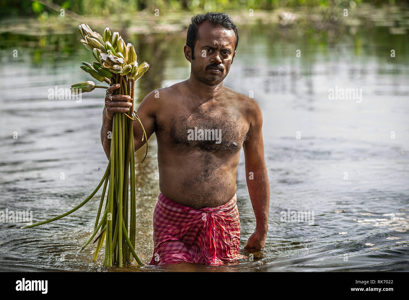 A man with bare chest wades through and collects lotus flowers from a small  lake in Rajasthan, India for use in temple ceremonies Stock Photo - Alamy
