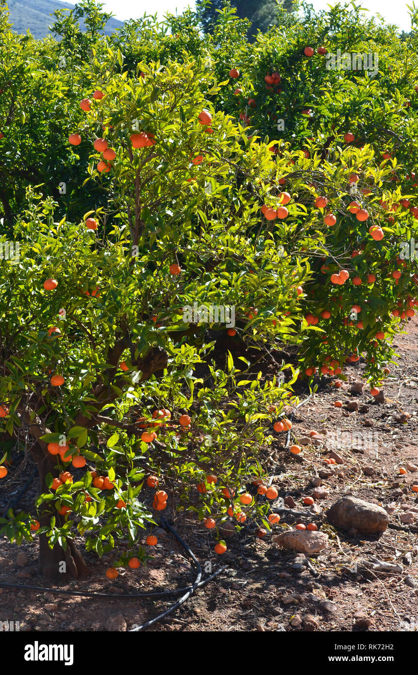 Unpicked crops hi-res stock photography and images - Alamy