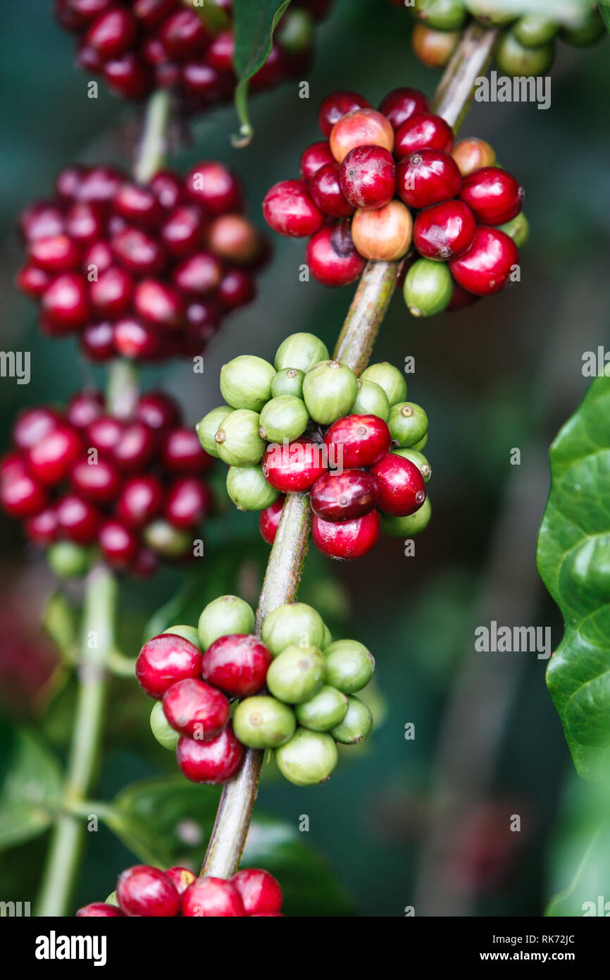 Close up of coffee beans still on the stem on a plantation in the central highlands of Vietnam near Dalat. Coffee is one of the provinces most importa Stock Photo