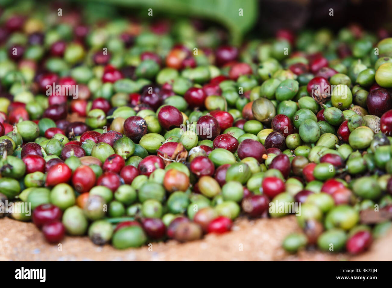 Close up of coffee beans on a plantation in the central highlands of Vietnam near Dalat. Coffee is one of the provinces most important exports. Stock Photo