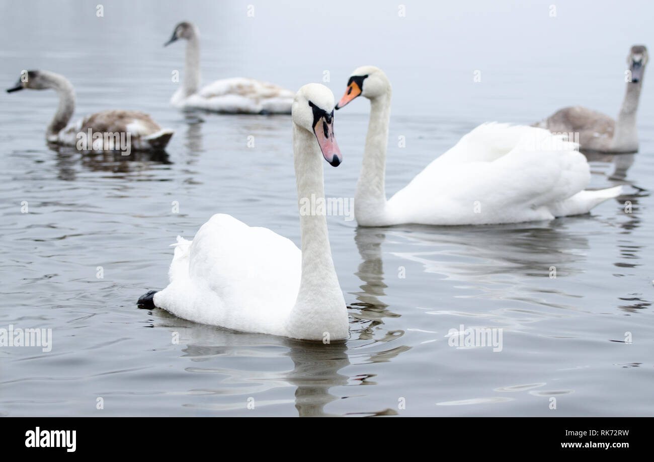 Beautiful white elegant swans bird on a foggy winter river Stock Photo