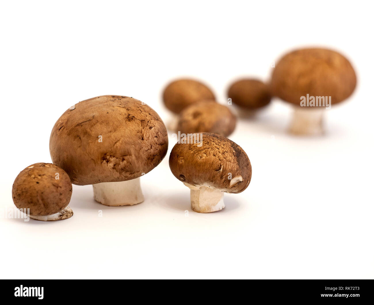 Champignon mushrooms with a brown cap Stock Photo