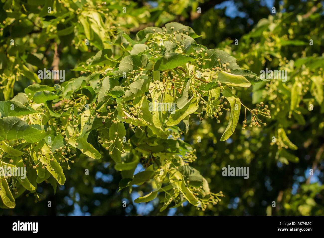 Leaves and immature fruits on the lime / Tilia tree Stock Photo