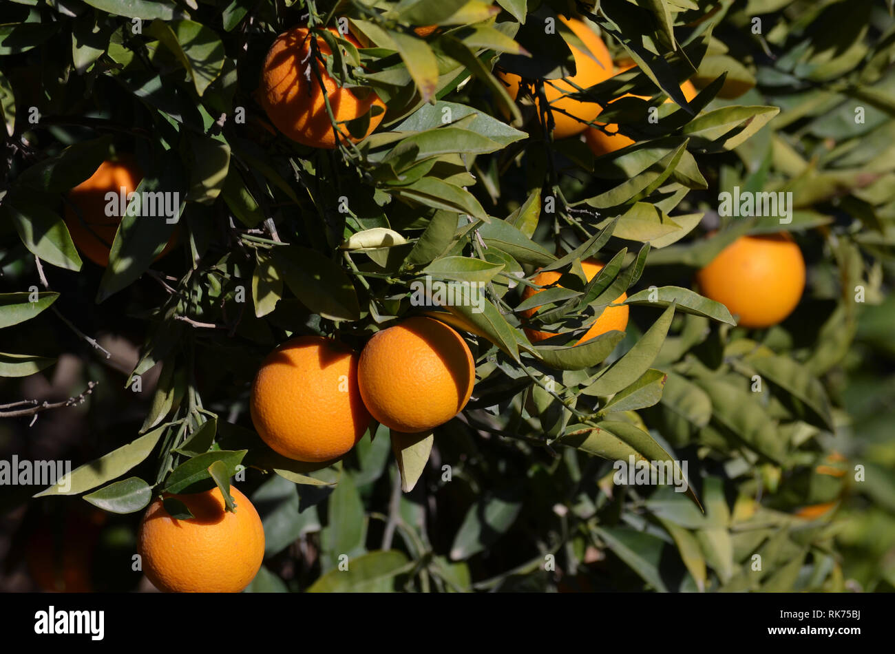 Orange trees in the citrus fields in Riba-Roja de Túria, València, Spain Stock Photo