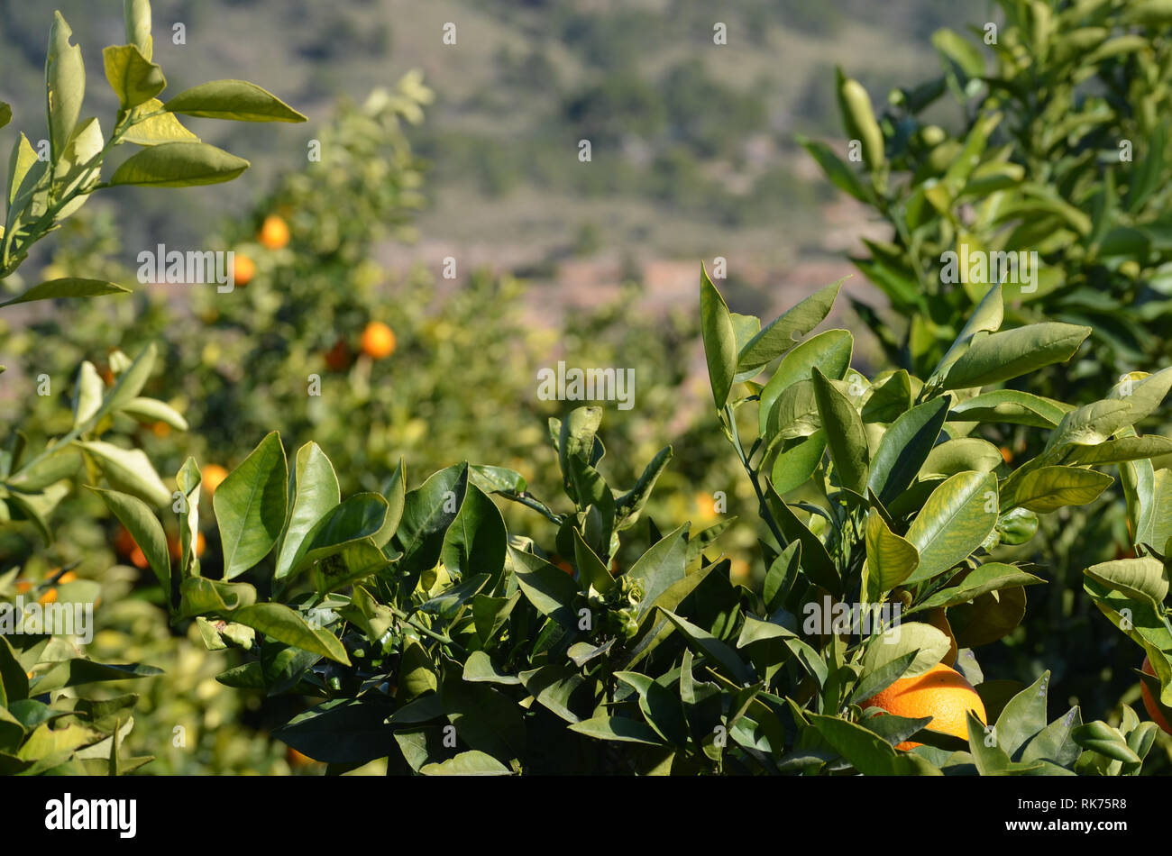 Orange trees in the citrus fields in Riba-Roja de Túria, València, Spain Stock Photo