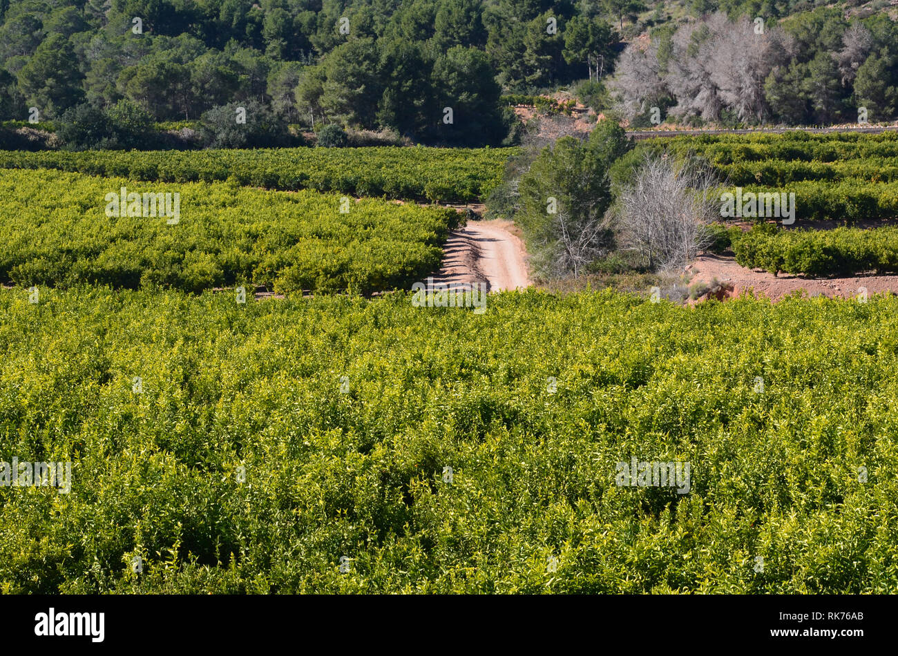 Citrus fields in RibaRoja de Túria, València, Spain Stock Photo Alamy