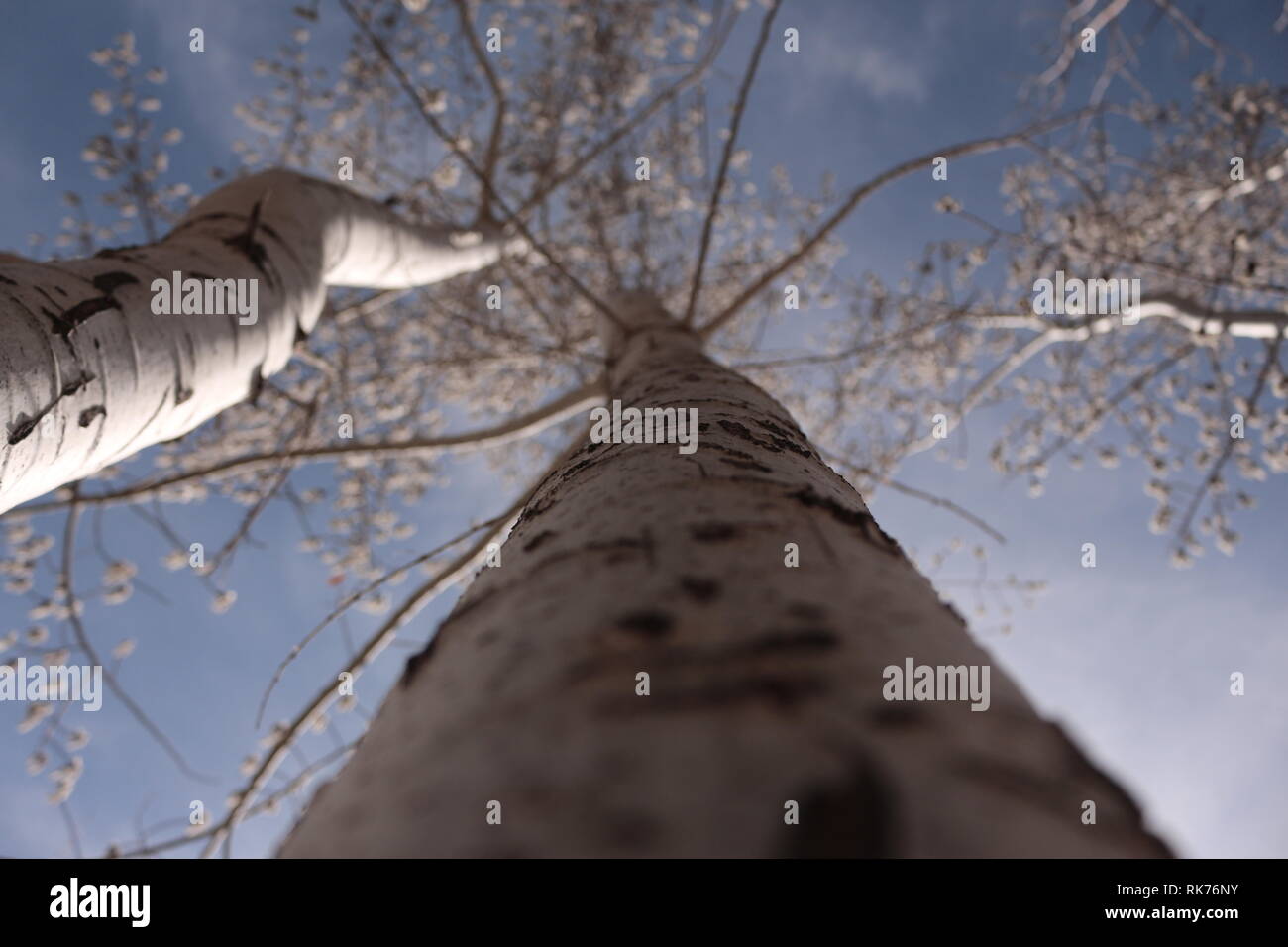 Looking Up At A The Top Of An Aspen Tree Stock Photo Alamy