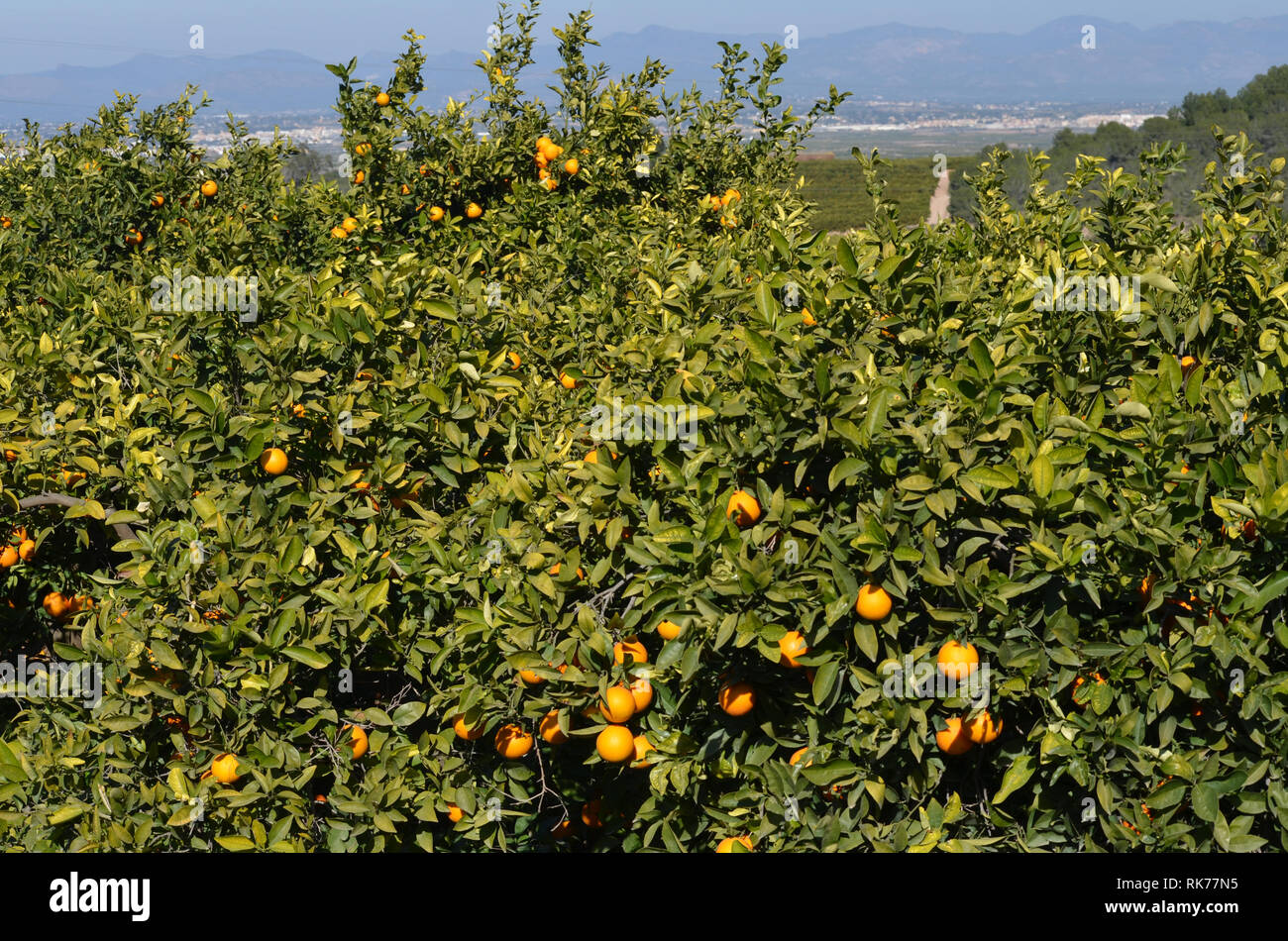 Citrus fields in RibaRoja de Túria, València, Spain Stock Photo Alamy