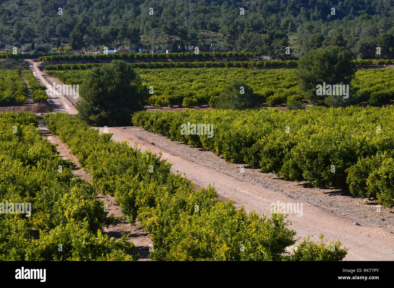 Citrus fields in RibaRoja de Túria, València, Spain Stock Photo Alamy