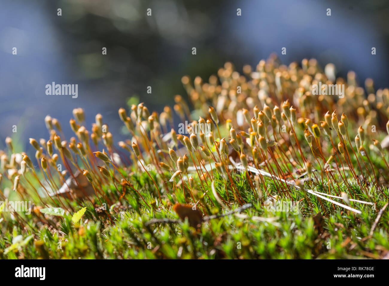 Moss, hair cap moss or hair moss on the ground, closeup, lush green