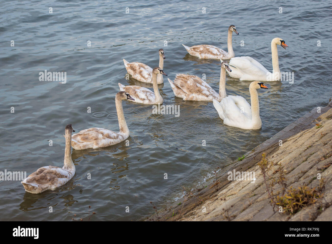Family of mute swan  latin name Cygnus olor - two adults and six subadults in the Danube river in Belgrade Stock Photo