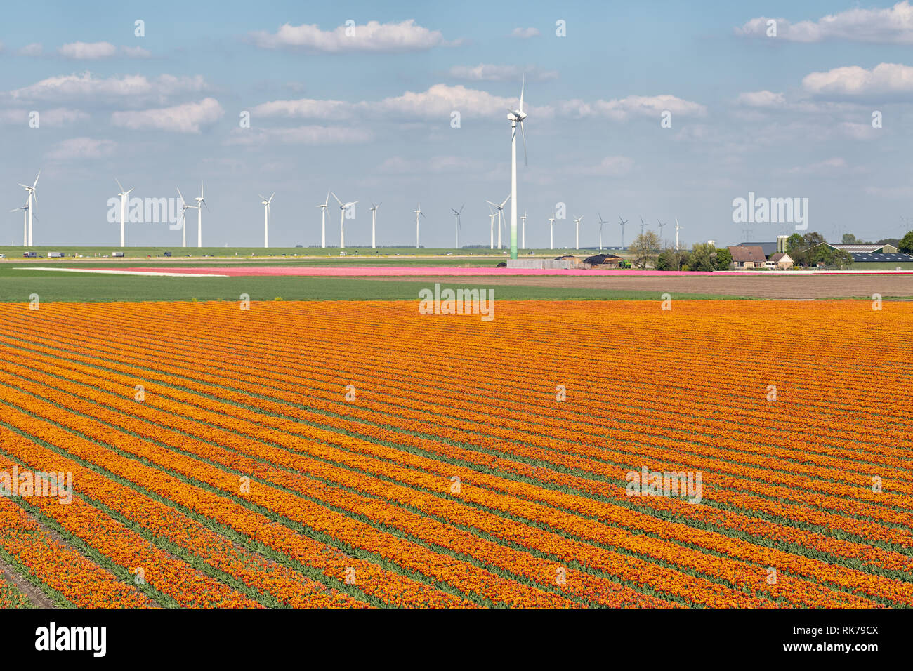 Dutch tulip field along freeway A6 between Lelystad and Emmeloord Stock Photo