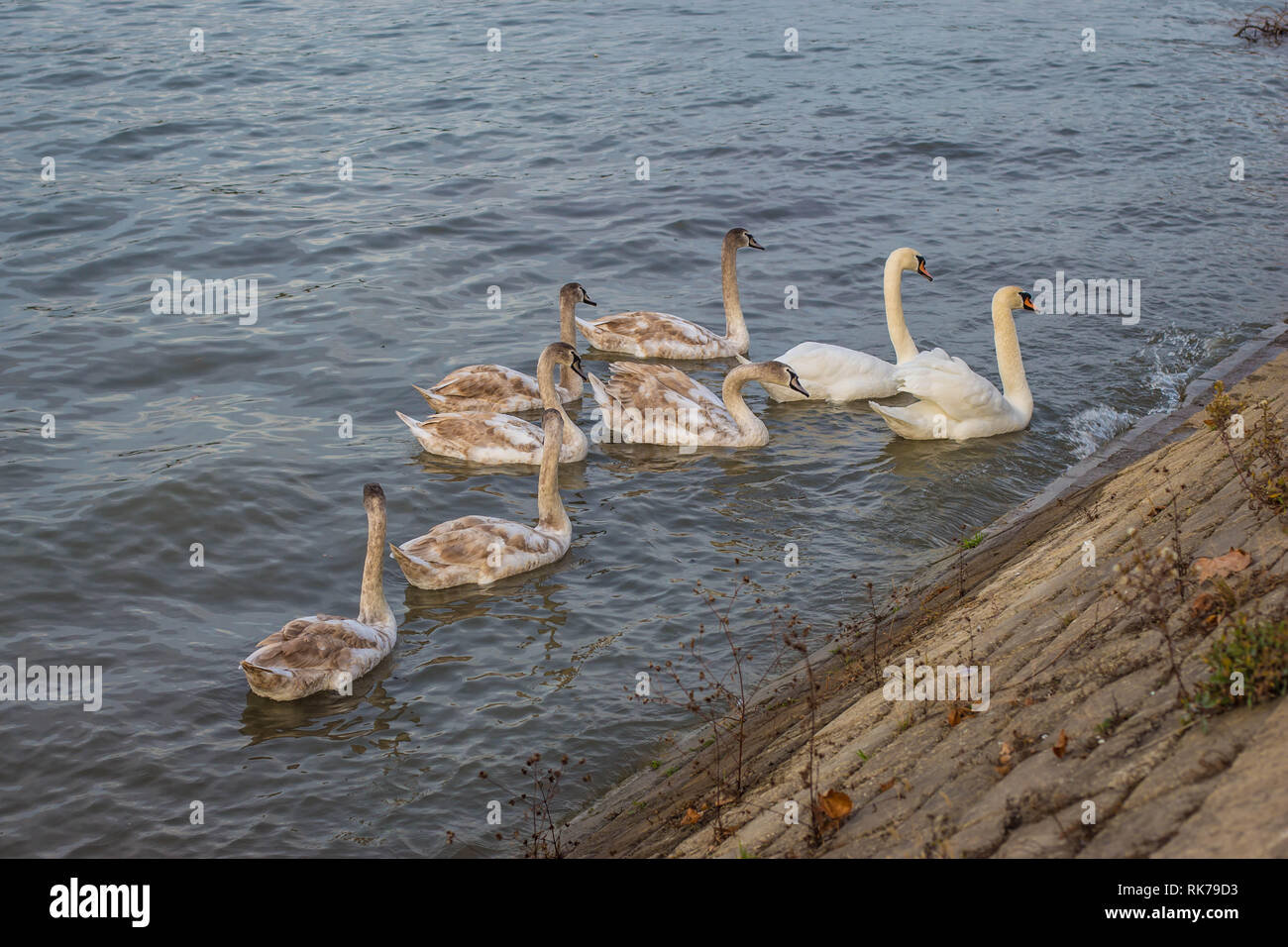 Family of mute swan latin name Cygnus olor two adults and six