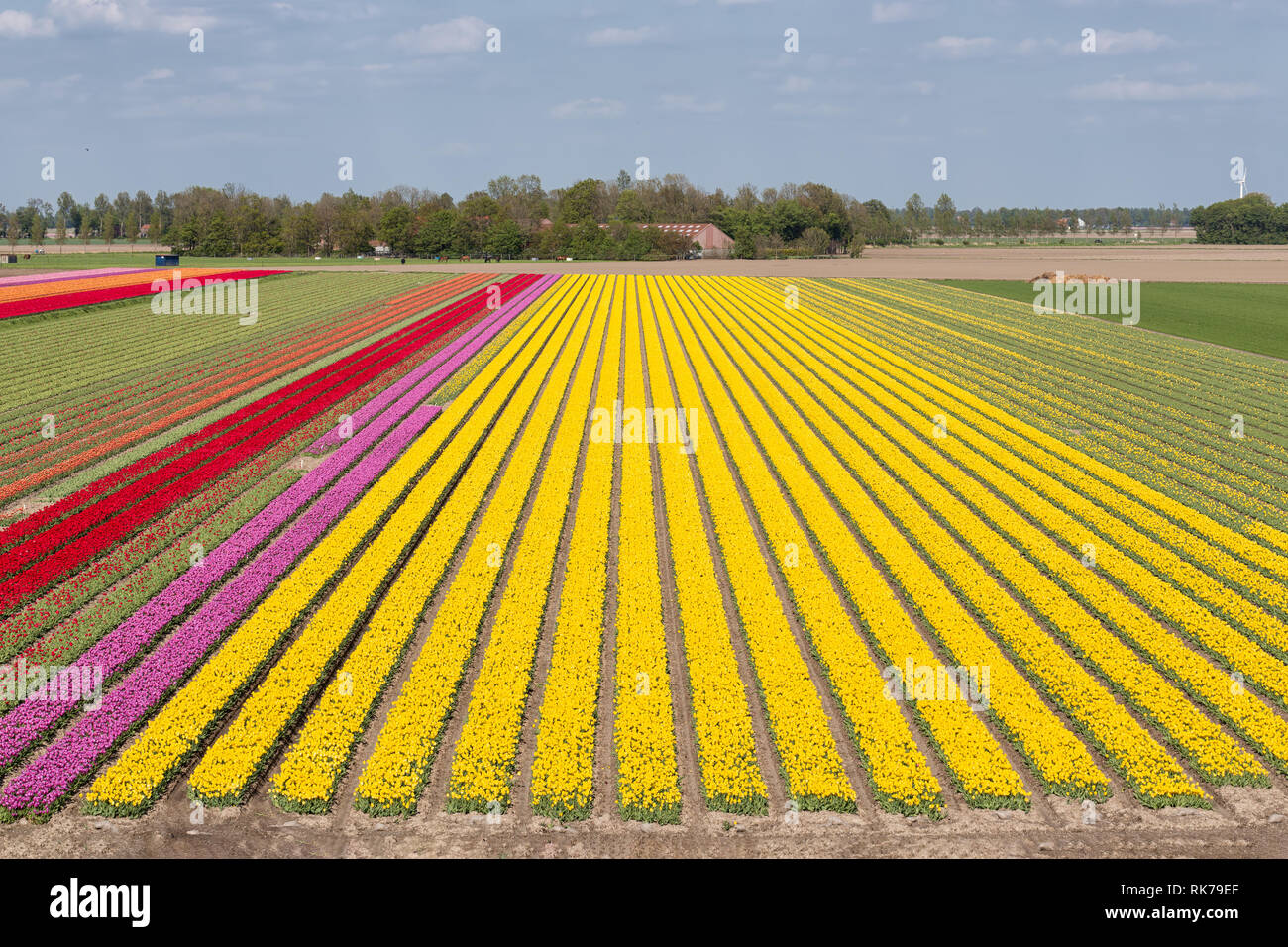 Colorful tulip field with electricity pylons in Dutch Noordoostpolder Stock Photo