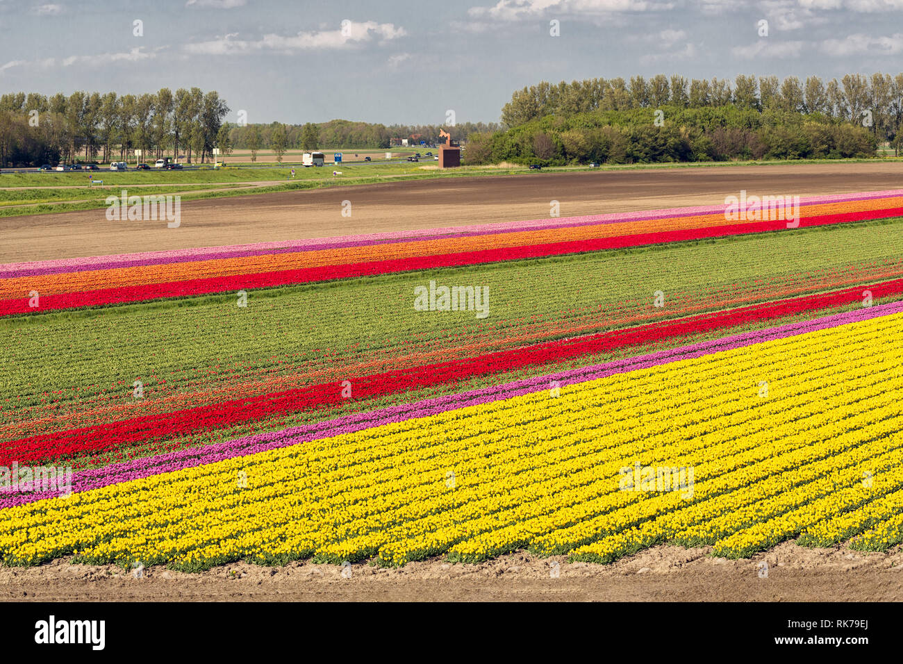Dutch tulip field along freeway A6 between Lelystad and Emmeloord Stock Photo