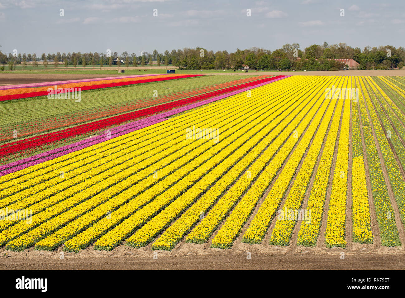 Colorful tulip field with electricity pylons in Dutch Noordoostpolder Stock Photo