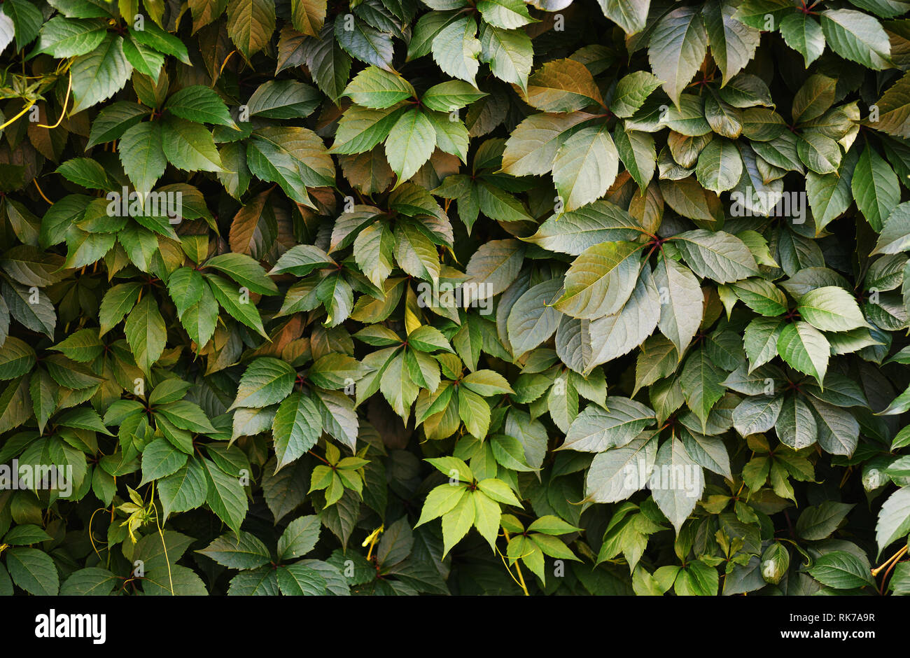 Natural background with green leaves of wild grape Stock Photo - Alamy