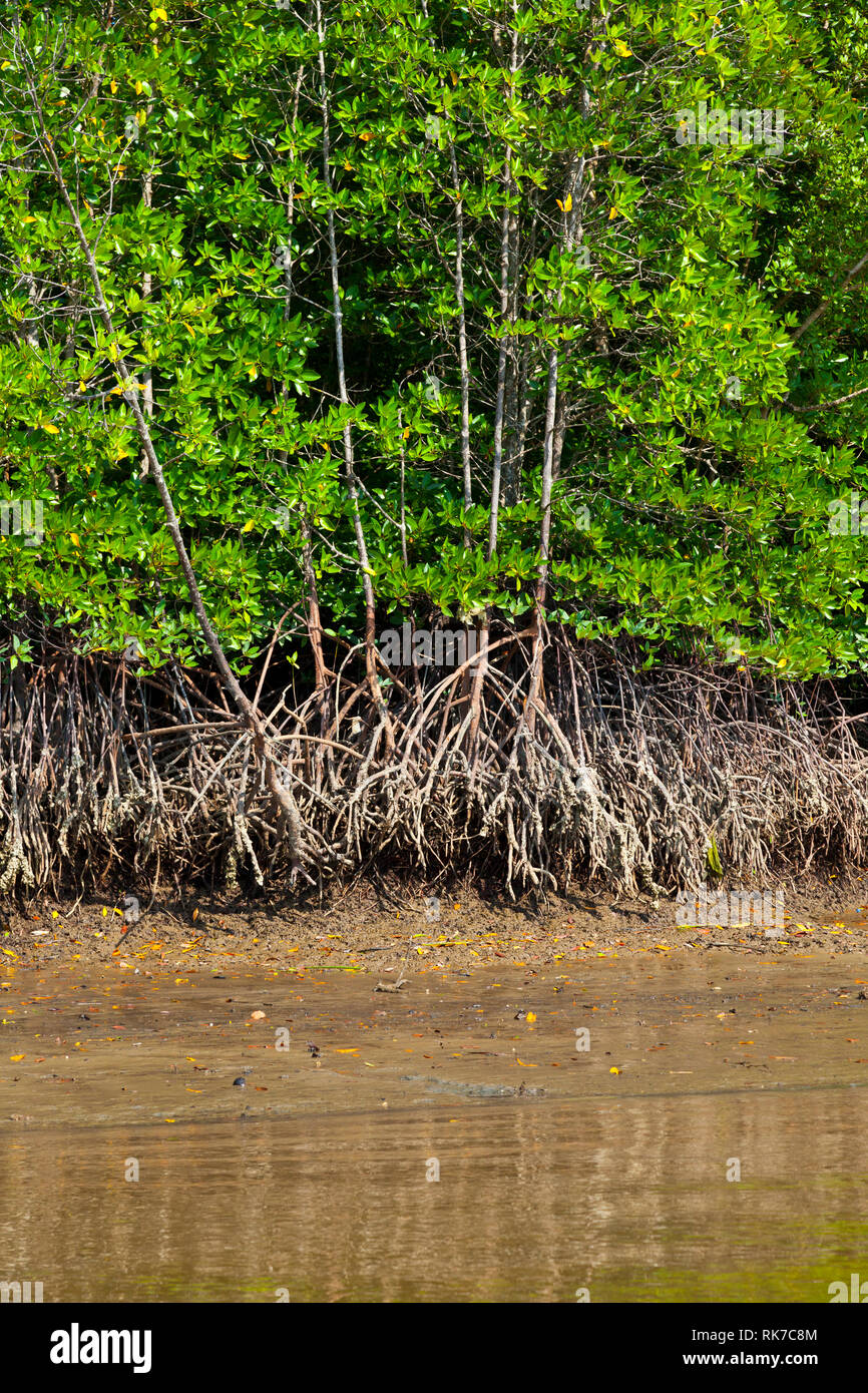 Mangrove swamp. Phang Nga Bay, Andaman Sea, Thailand, Asia Stock Photo