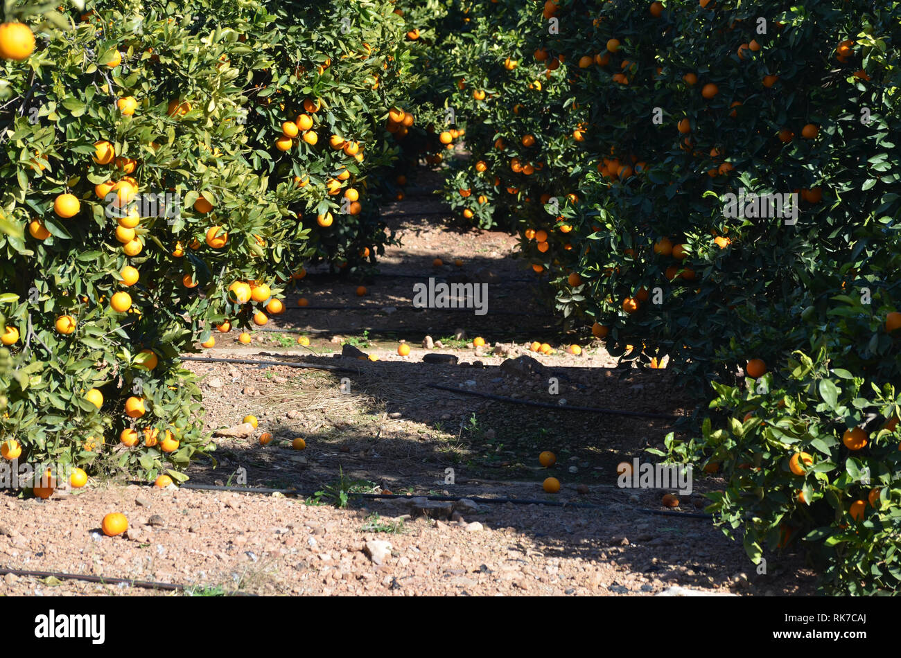 Oranges left unpicked in the trees and rotting in the ground, showing