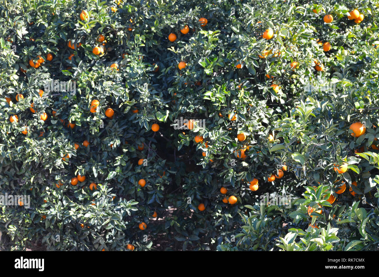 Citrinae hires stock photography and images Alamy