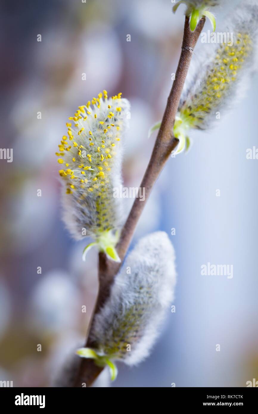 tree branch with buds background, spring Stock Photo - Alamy