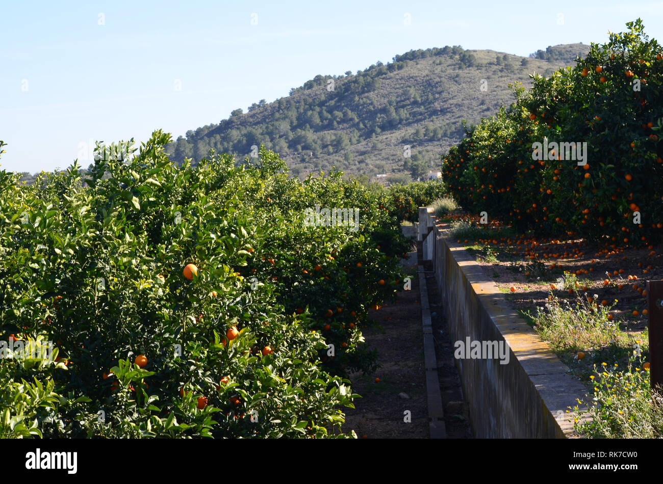 Oranges left unpicked in the trees and rotting in the ground, showing