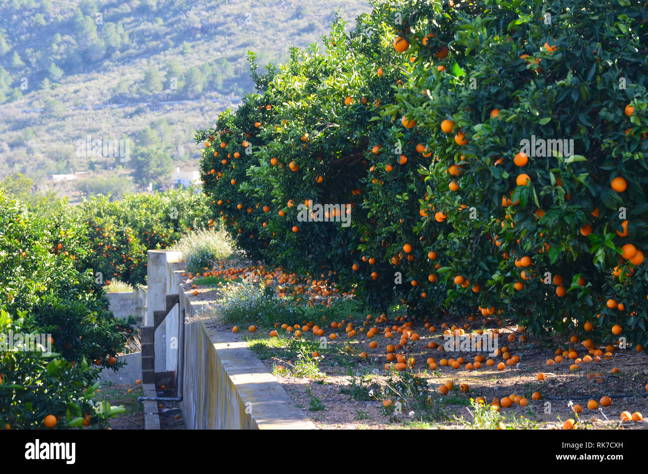 Oranges left unpicked in the trees and rotting in the ground, showing