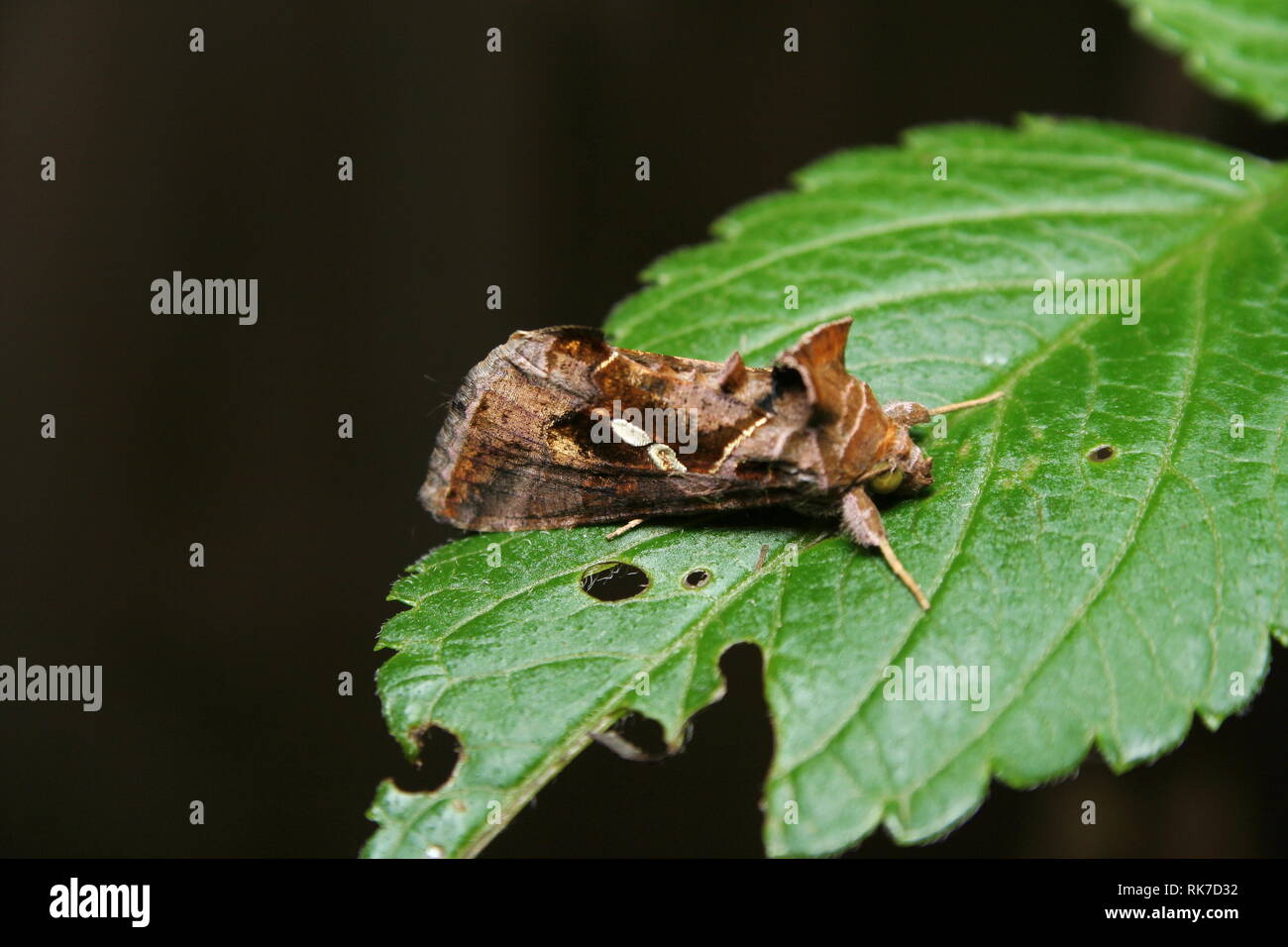 Fruit Piercing Moth 'Eudocima fullonia' Stock Photo