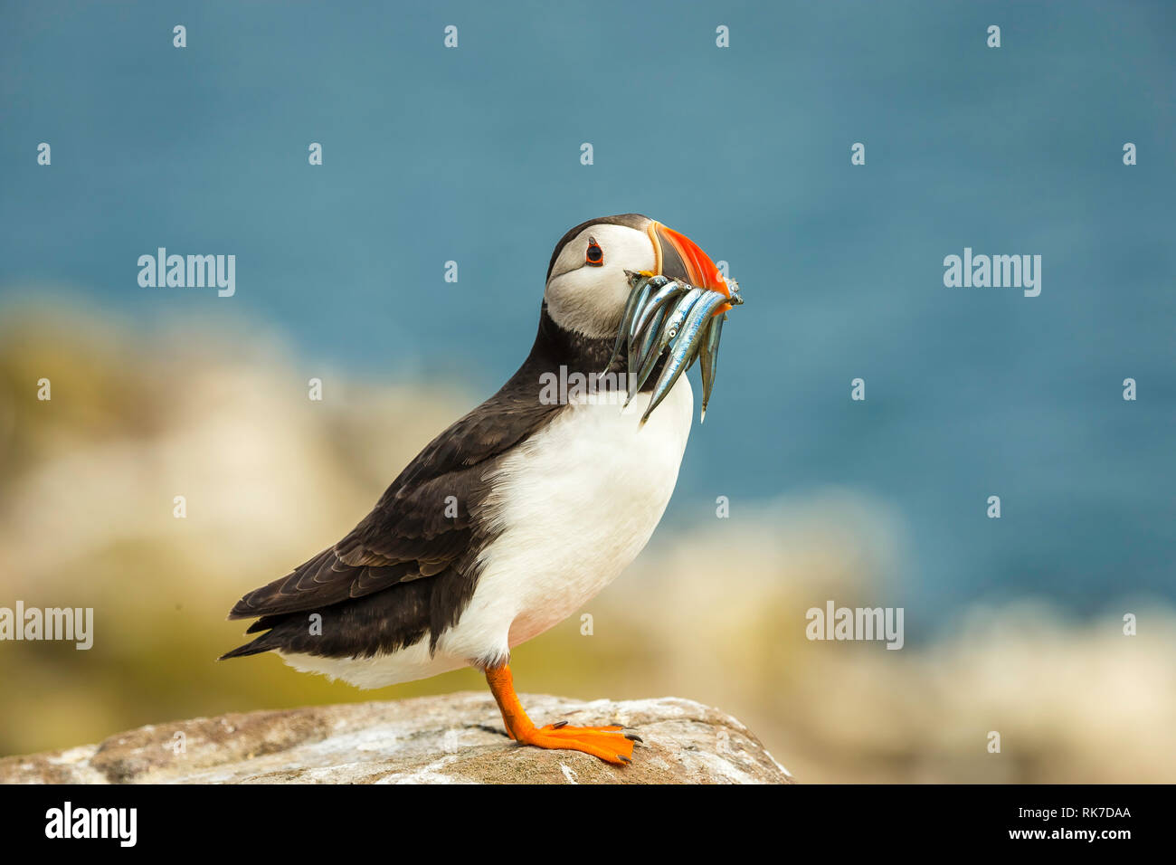 Puffin (Fratercula arctica) single, atlantic puffin with sand eels in its beak, facing right and perched on a rock. Blurred blue background. Landscape Stock Photo
