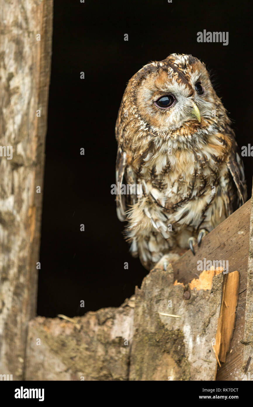 Tawny owl (Scientific name: Strix aluco) Single tawny owl perched in natural habitat on old barn door with dark background. vertical Stock Photo