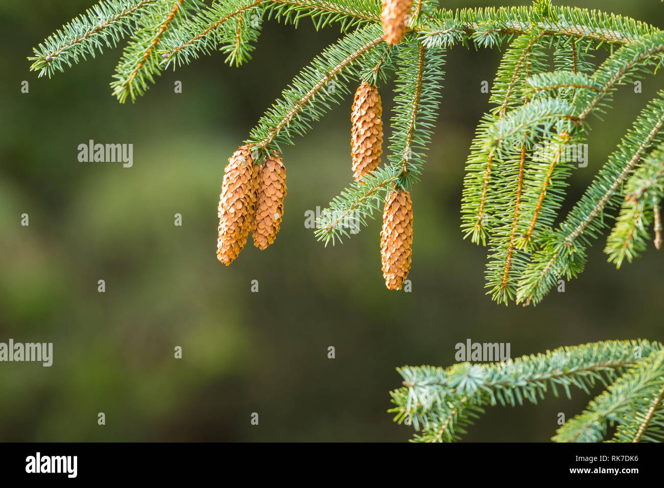 Branch of an Evergreen, a Spruce tree with large pine cones and colourful pine needles. Blurred green background. Nature concept. Space for copy. Stock Photo