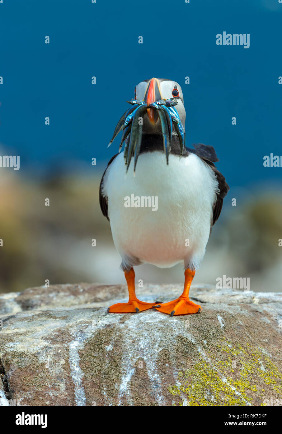 Puffin. Scientific name: Fratercula arctica. Atlantic puffin on a rock with a beak full of sand eels. Facing forward with blue background. Portrait. Stock Photo