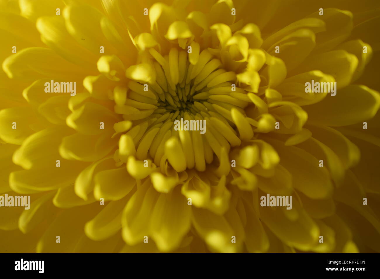 Chrysanthemum Blossom Stock Photo