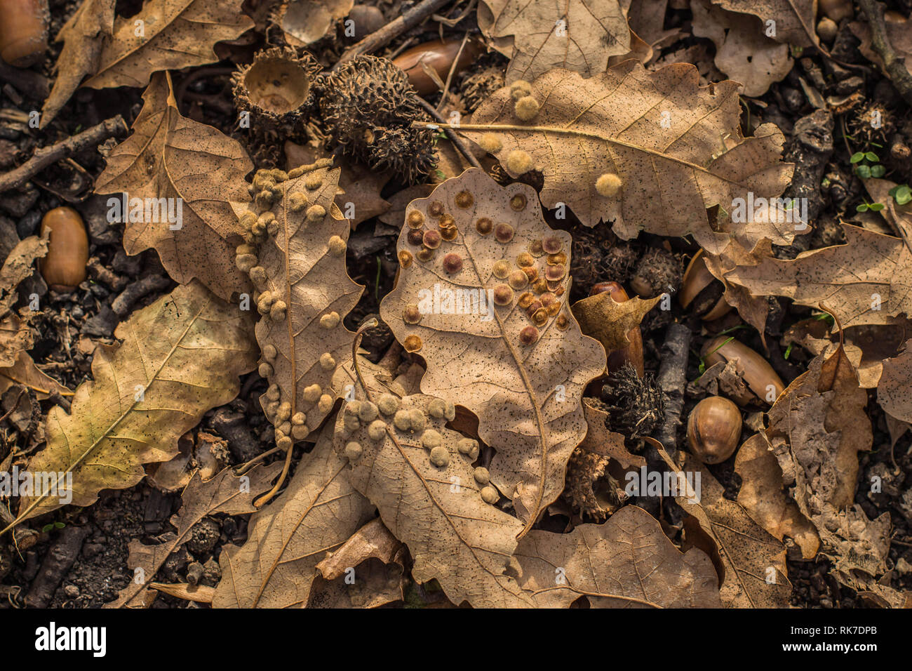 Insect galls on the oak leaf Stock Photo