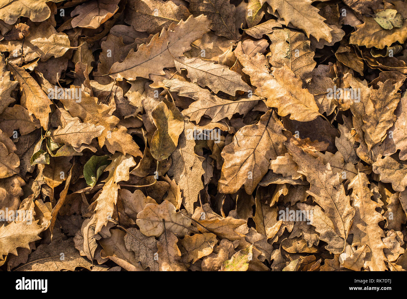 Fallen autumn leaves of Turkish oak - latin name Quercus cerris Stock Photo