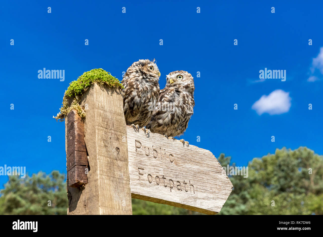 Two Little Owls in natural countryside setting, perched on a Public