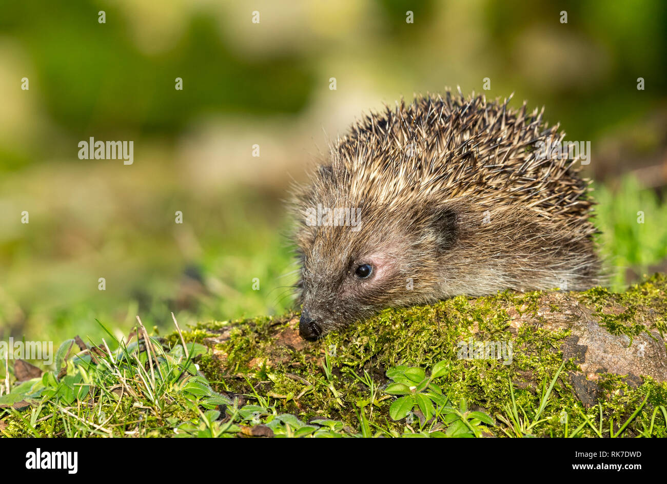 Hedgehog, wild, native, European hedgehog in natural woodland habitat