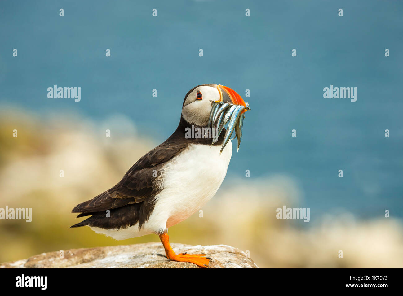 Puffin (Fratercula arctica) single, atlantic puffin with sand eels in its beak, facing right and perched on a rock. Blurred blue background. Landscape Stock Photo