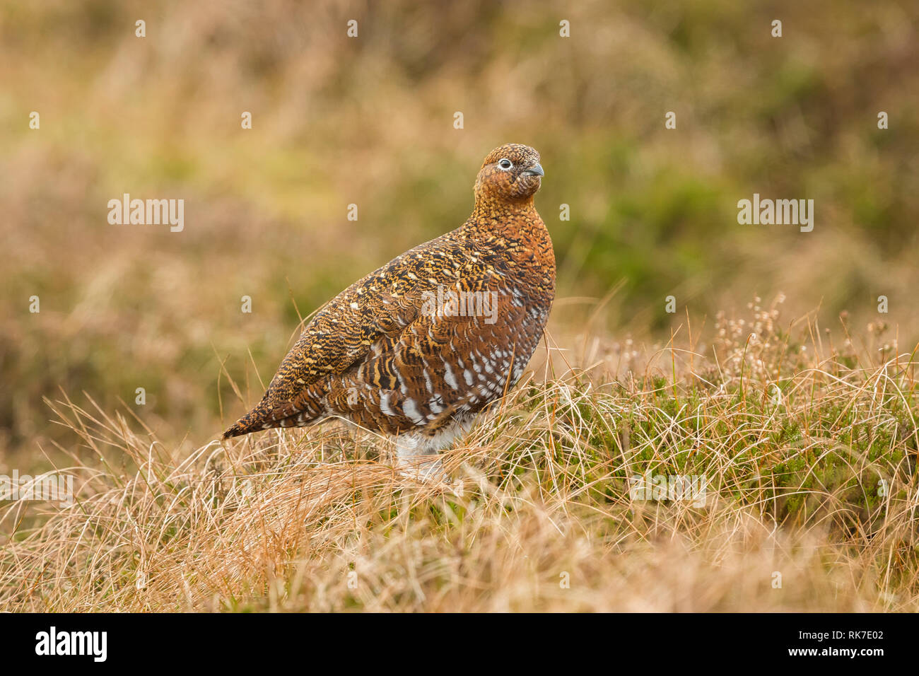 Red Grouse hen (Lagopus lagpus) Female game bird stood in natural habitat on grouse moor of heather, grasses and reeds.  Mid winter.  Landscape Stock Photo