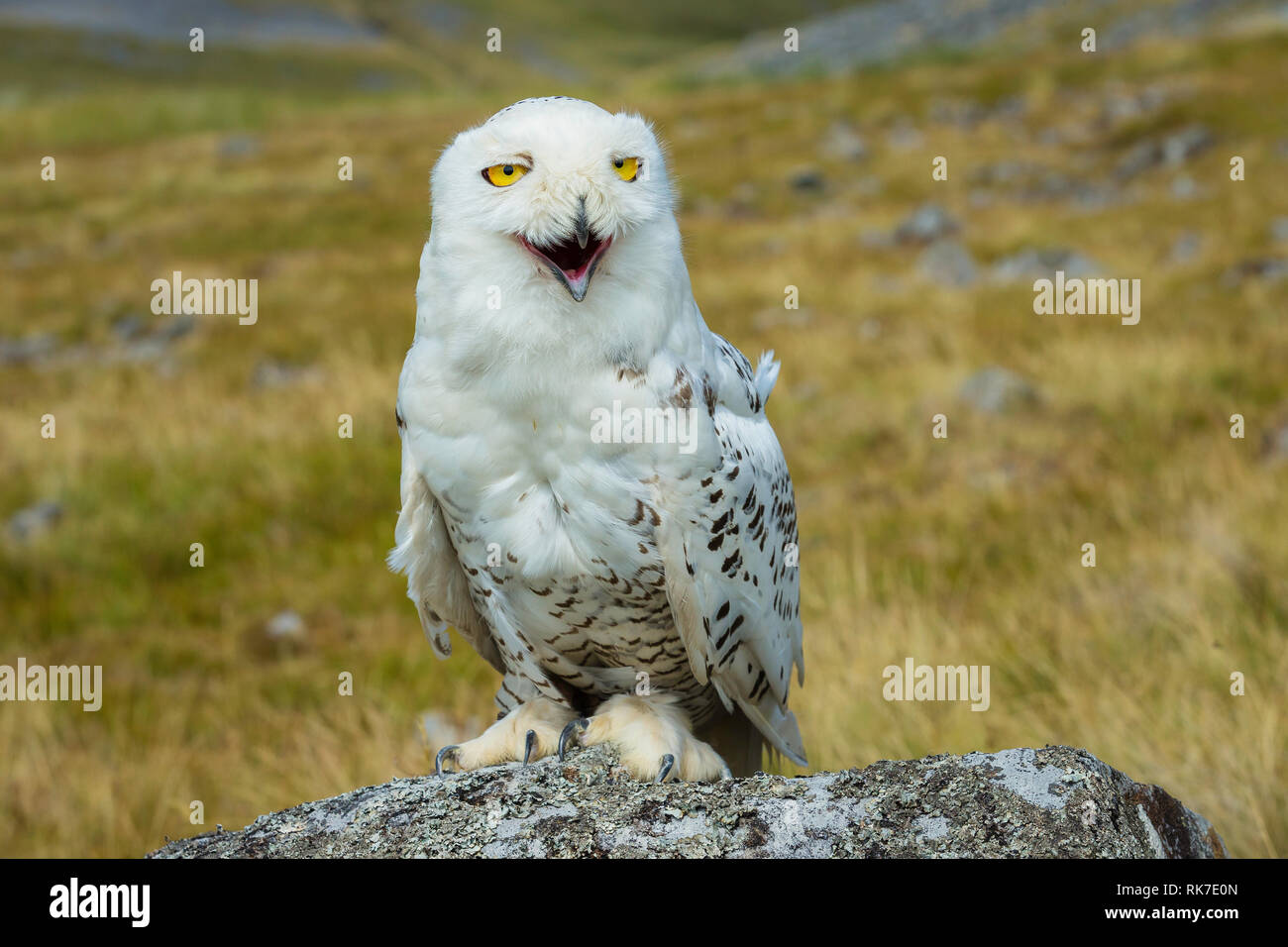 Snowy owl laughing with very happy, comical face. Large white owl with bright amber eyes. Scientific name: Scandiacus bubo on lichen covered rock Stock Photo