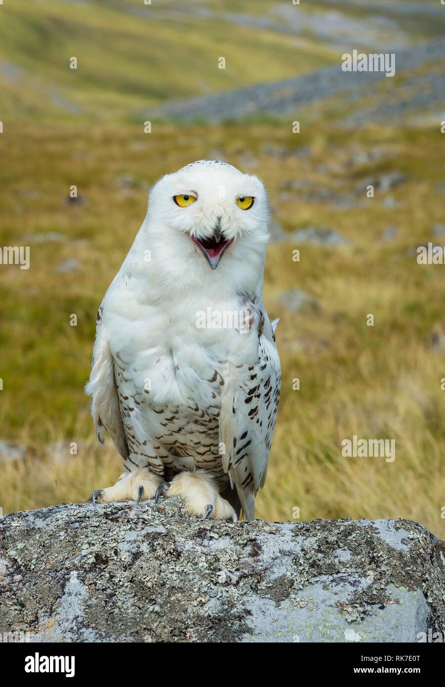 Cute Snowy Owls With Blue Eyes