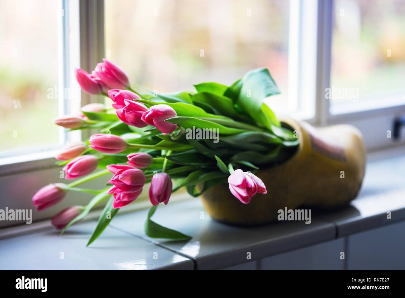 beautiful pink tulips at the  klomp.  Amsterdam Stock Photo