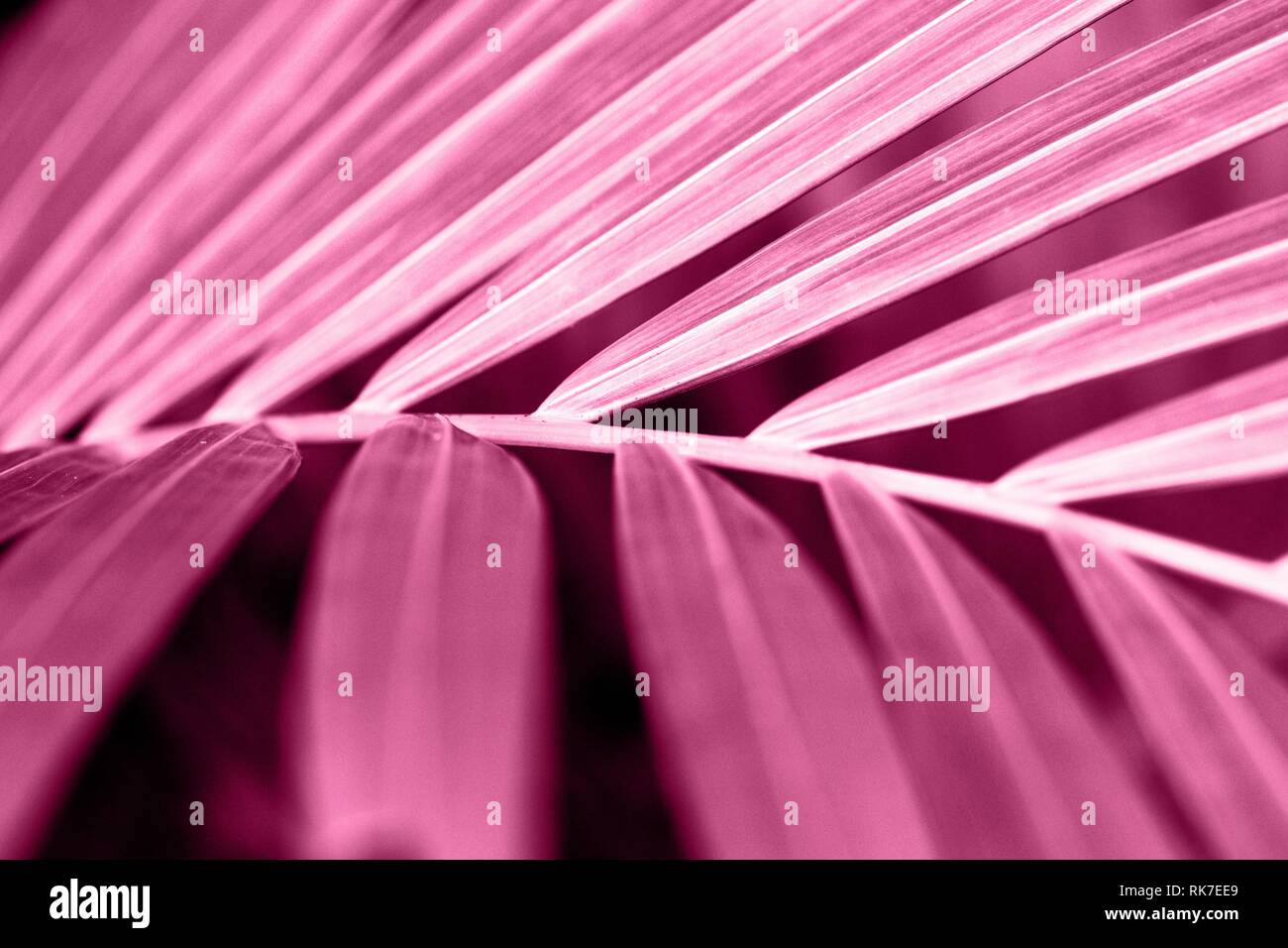 abstract picture beautiful background of pink palm leaf, wallpaper