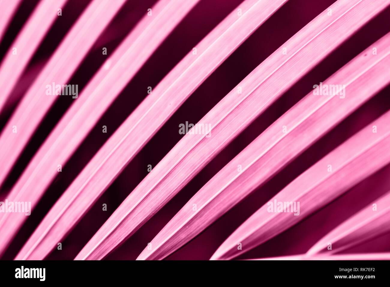 abstract picture beautiful background of pink palm leaf, wallpaper