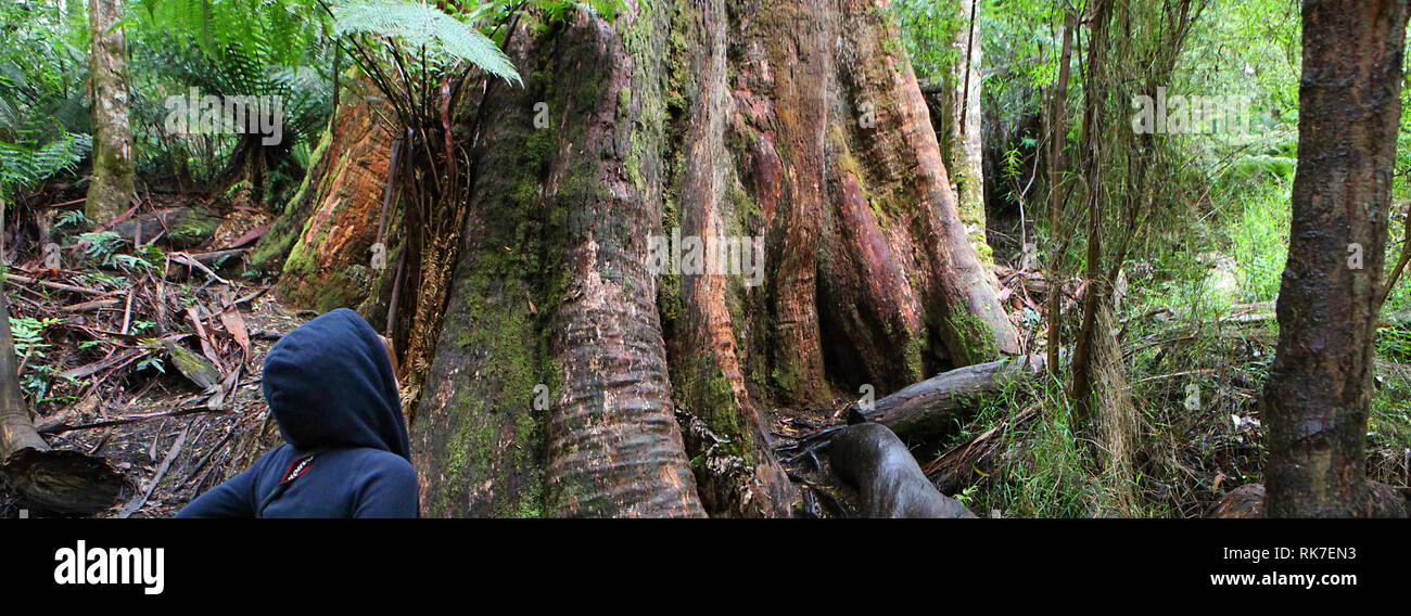 Visit Australia.  Mait's Rainforest Walk and the giants of the forest Stock Photo