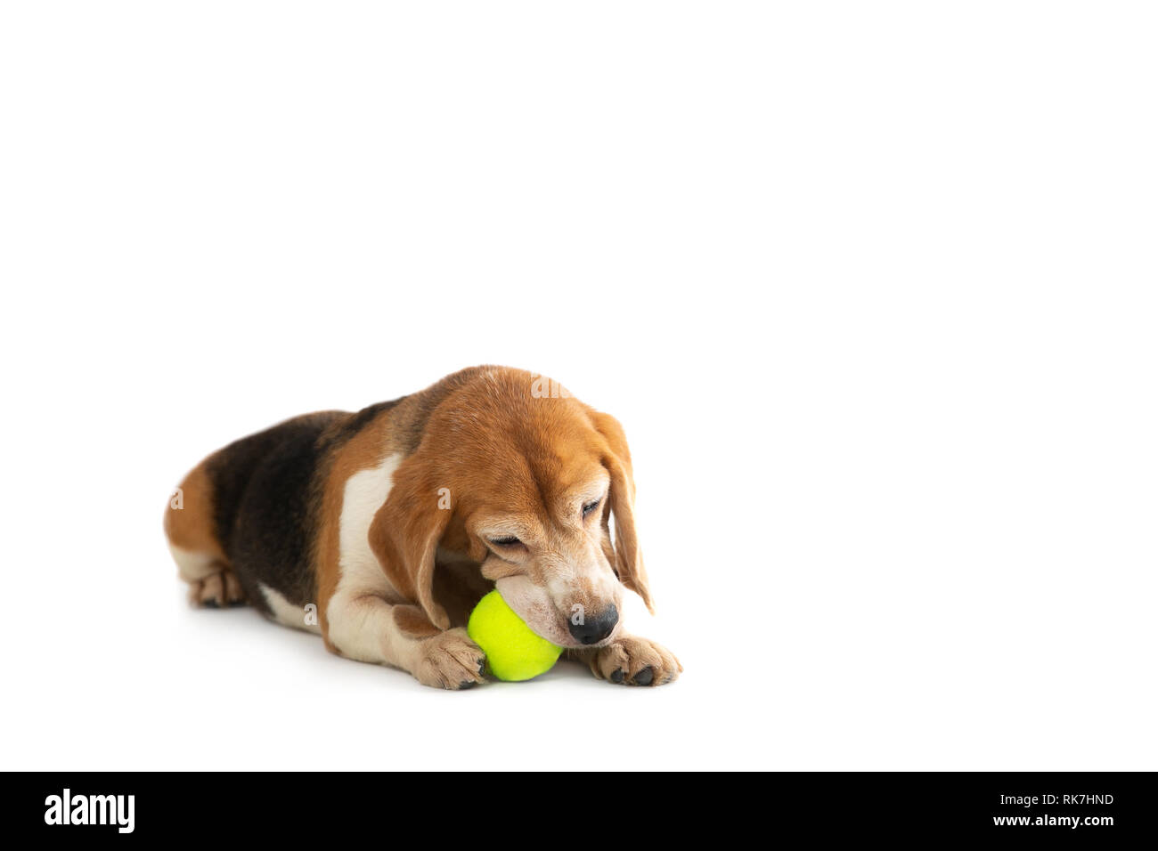 beagle tennis balls